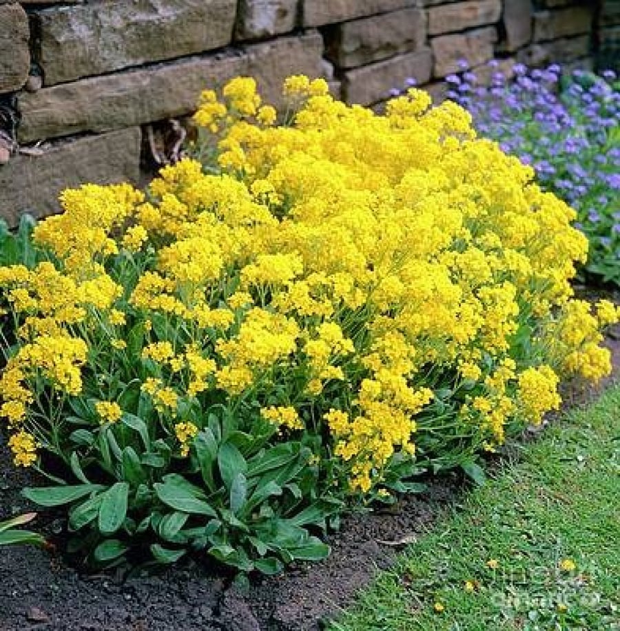 بذور  Lobularia maritima