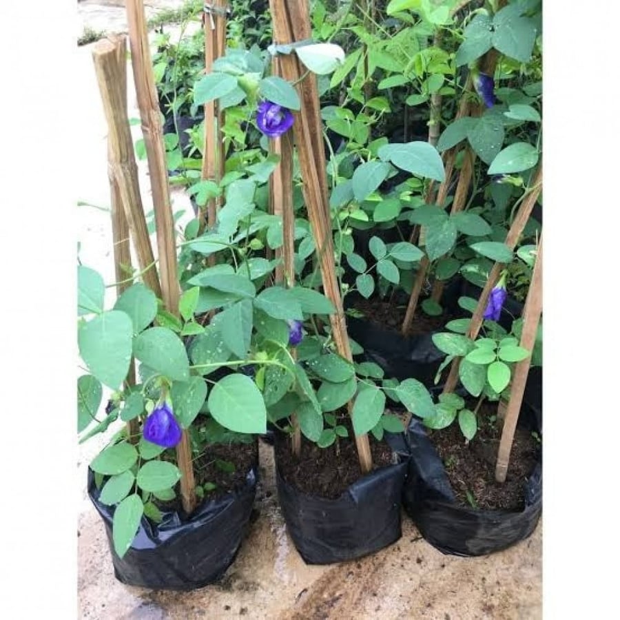بذور متسلقة الشاي الأزرق ( Clitoria ternatea )