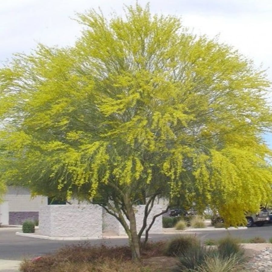 بذور باركنسونيا - شوكة الفرس ( Parkinsonia aculeata )