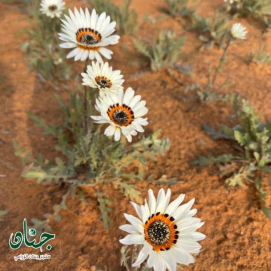 بذور زهور ملكة الحقل البيضاء ( Arctotis fastuosa )