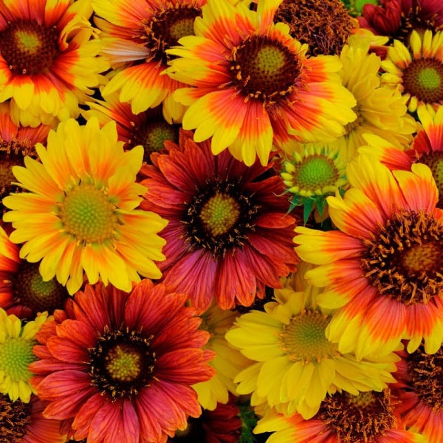 بذور العنبر الكشميري - جيلارديا أريستاتا ( gaillardia aristata )
