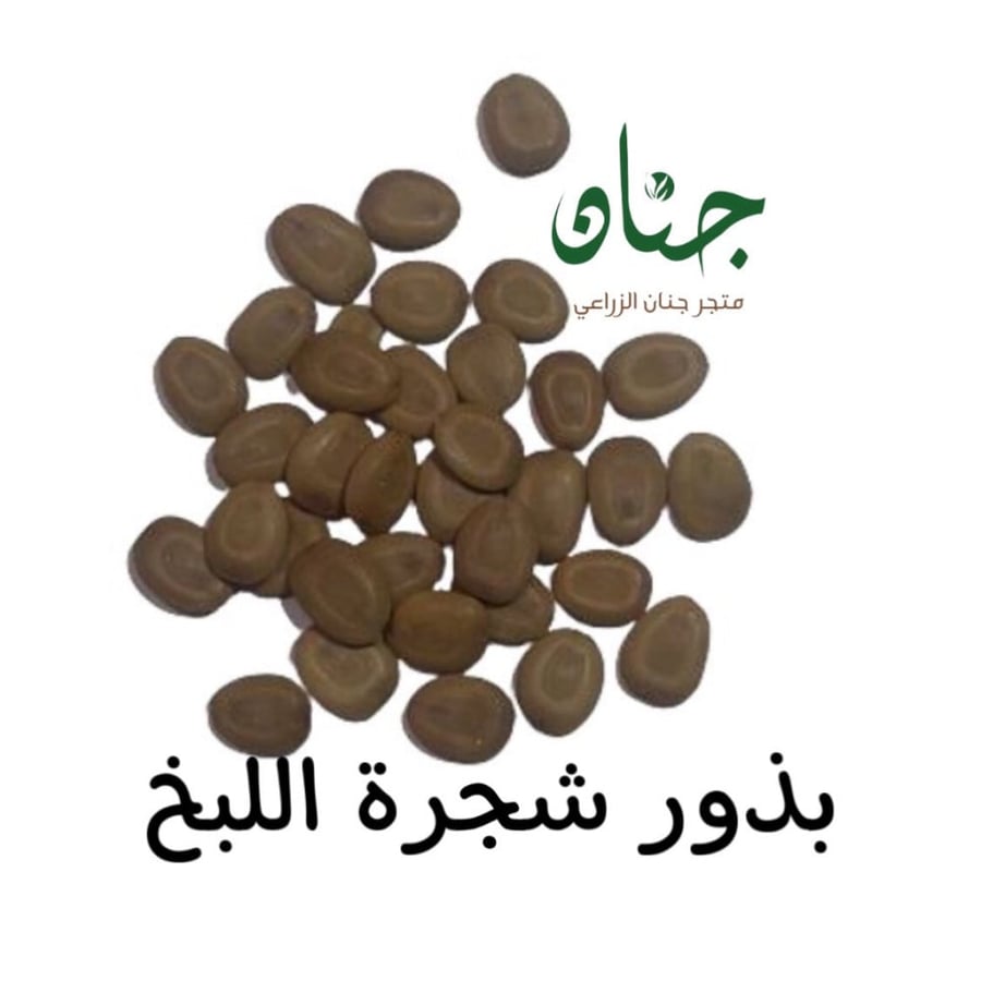 بذور شجرة اللبخ