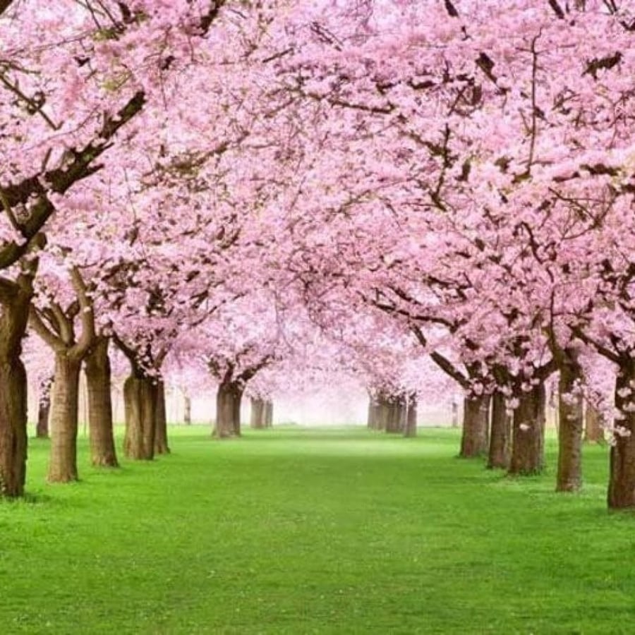Seeds of Sakura tree - Japanese cherry (Prunus serrulata)