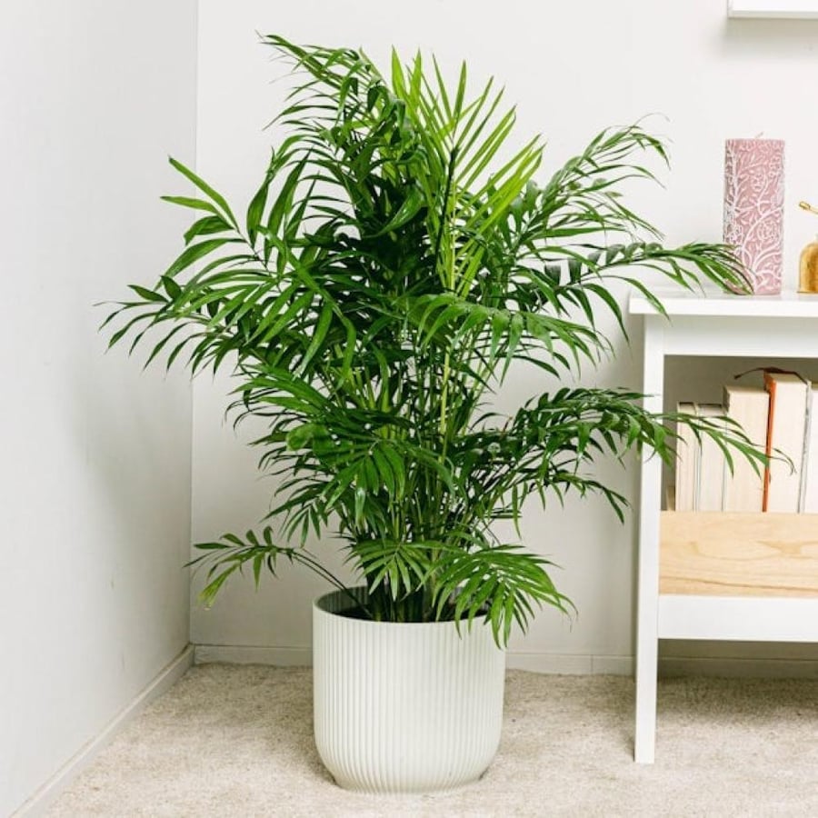 بذور نخيل شاميدوريا Chamaedorea elegans