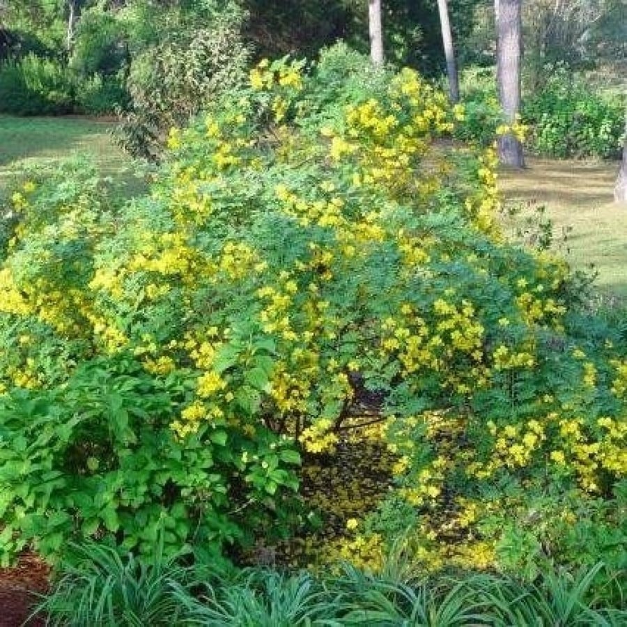 شجيرة Senna-occidentalis