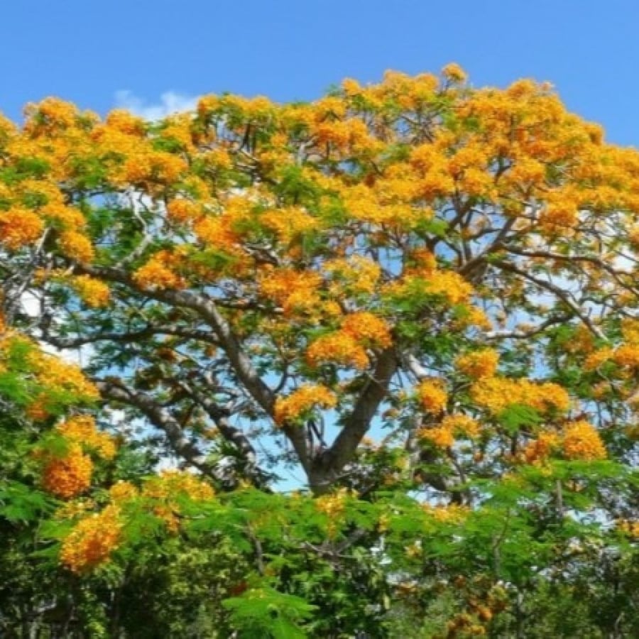 بذور شجرة الرنف النادرة - العضب ( Delonix elata )