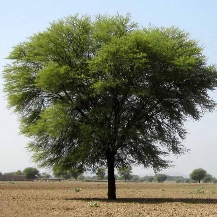 بذور شجرة قرض الحجاز Acacia etbaica