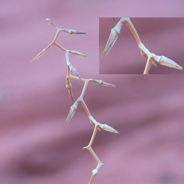 Seeds of Cakile arabica