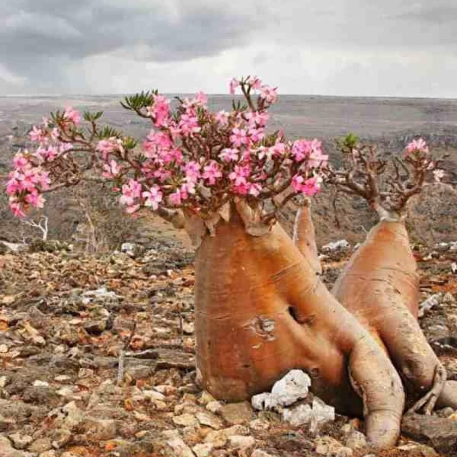 seeds of Adenium obesum