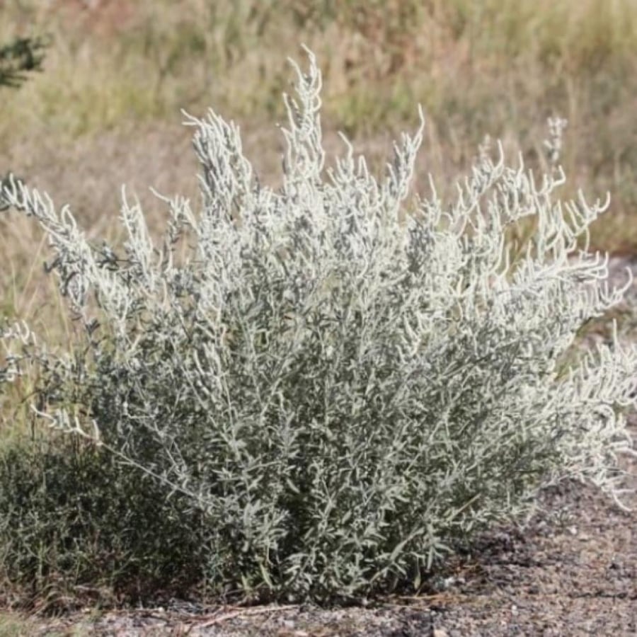 بذور شجيرة الطرف الراء Aerva javanica