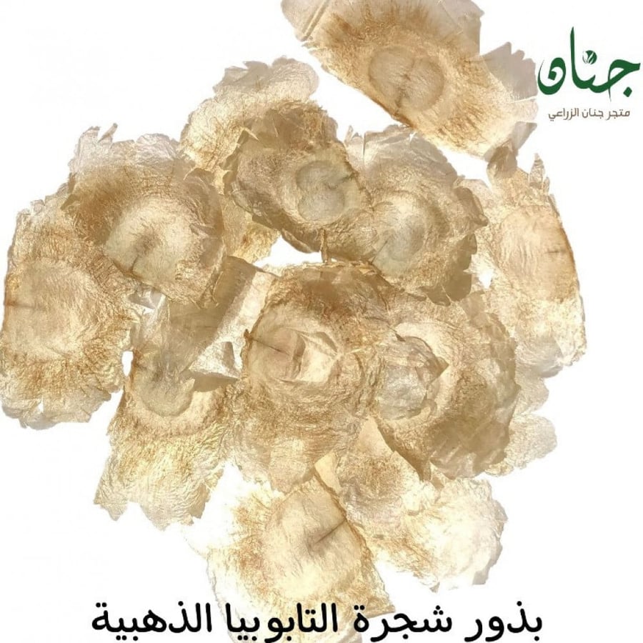 بذور شجرة التابوبيا الذهبية ( Tabebuia aurea )