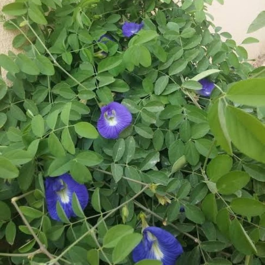 بذور متسلقة الشاي الأزرق ( Clitoria ternatea )