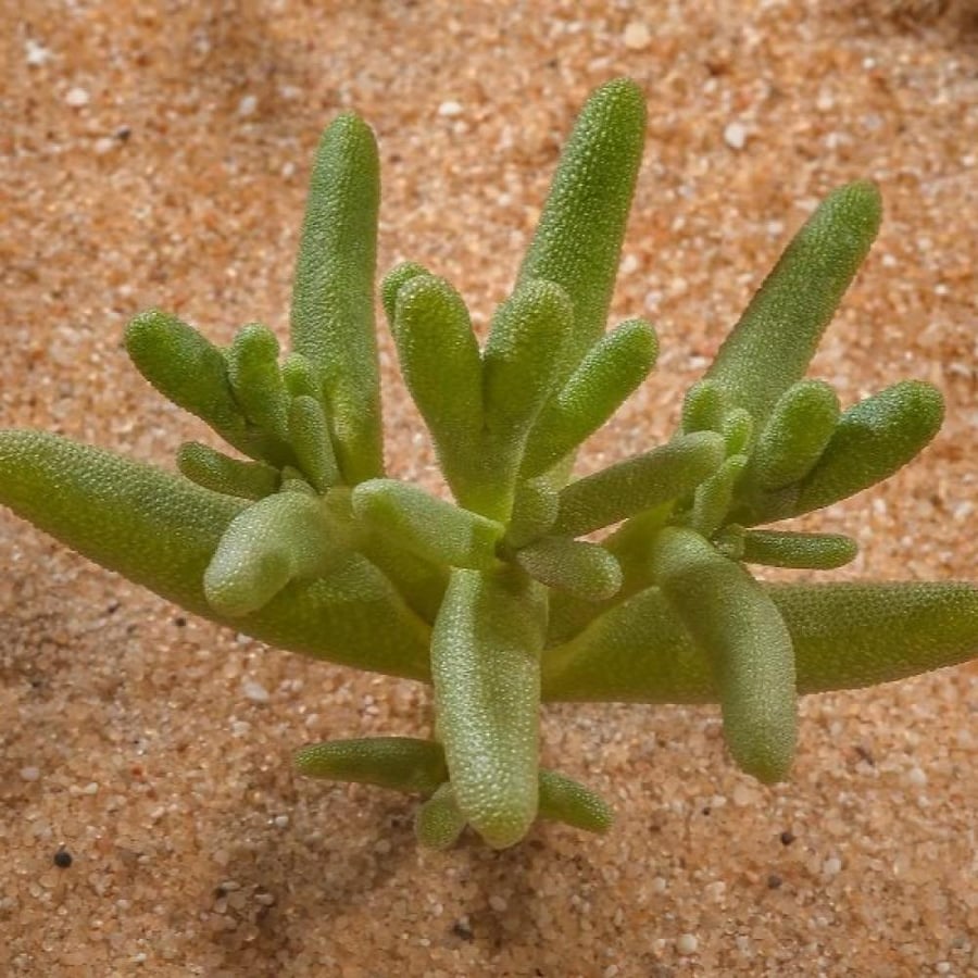 بذور عشبة السمح ( Opophytum forakahlii )