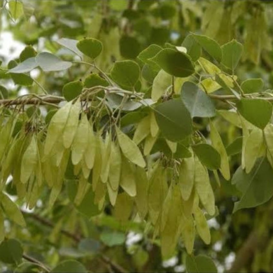 Seeds of the Sissoo tree
