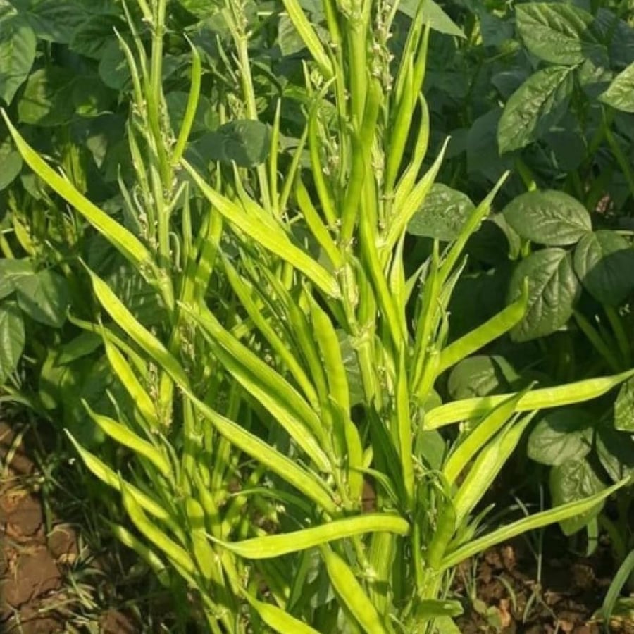 بذور نبات القوار ( Cyamopsis tetragonoloba )