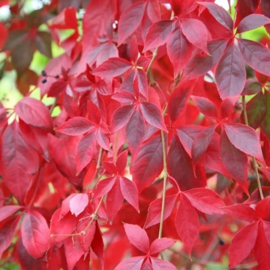 بذور متسلقة فرجينيا - الخميسة ( Parthenocissus quinquefolia )
