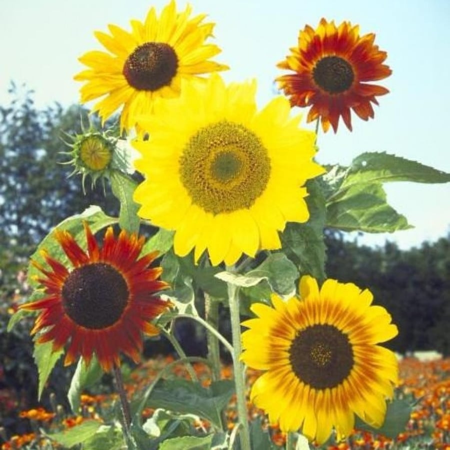 Seeds of Helianthus annuus