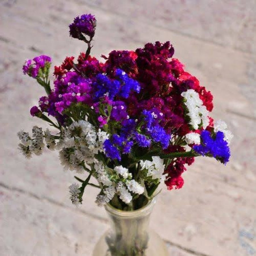 بذور العويذران - ستاتيس - ليمونيوم ( Limonium sinuatum )