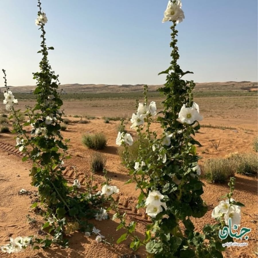 طريقة زراعة الختمية البيضاء Althaea