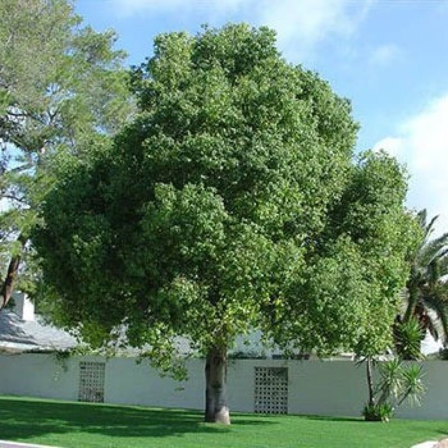 بذور استركوليا مخمسة ( Brachychiton populneus )