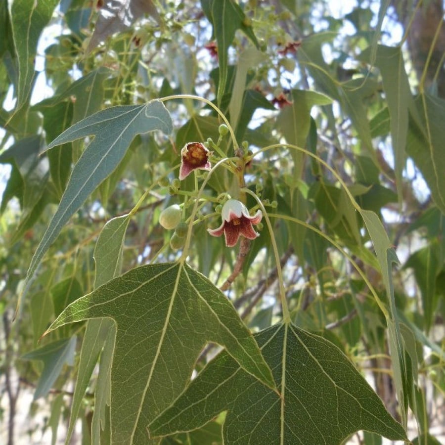 بذور استركوليا مخمسة ( Brachychiton populneus )