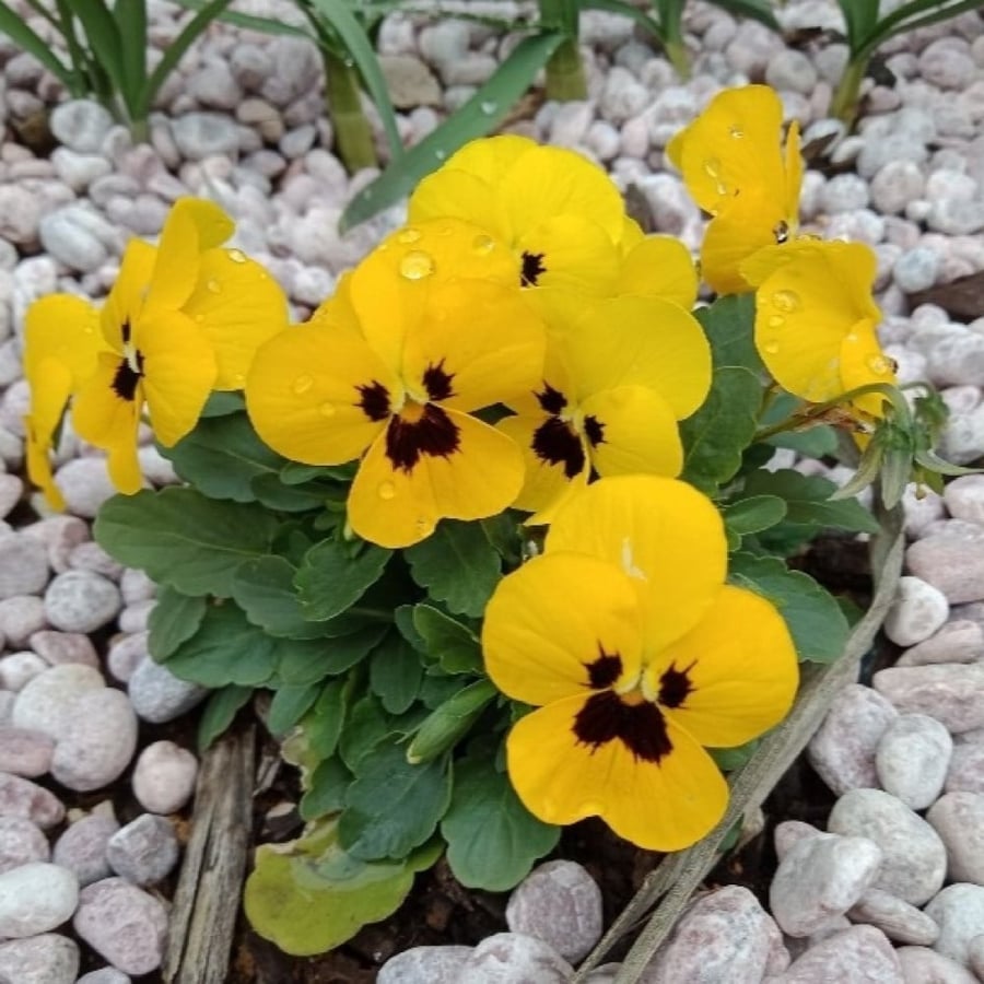 بذور زهرة بانسي الصفراء - بنفسج الثالوث ( Viola x wittrockiana )