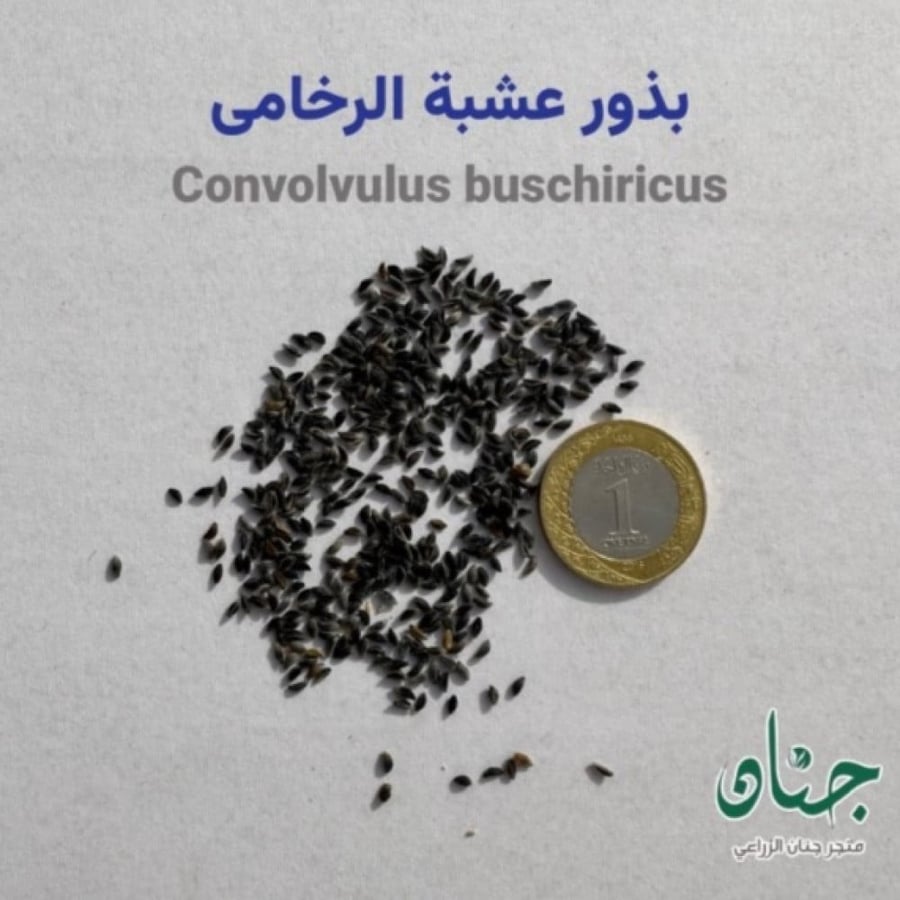 بذور عشبة نبات الرخامى Convolvulus buschiricus
