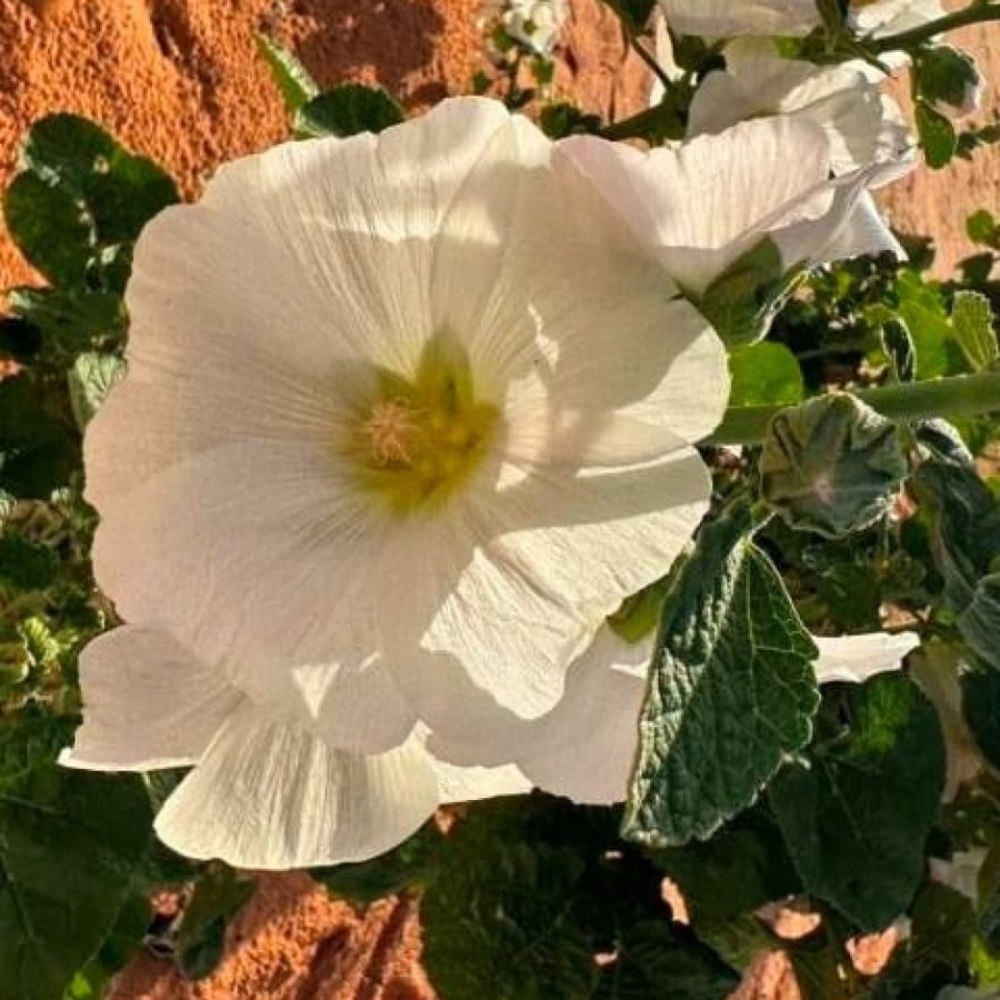 زهور الختمية البيضاء Althaea