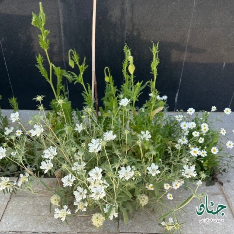 بذور الطربه ام قلاص البيضاء scabiosa palaestina