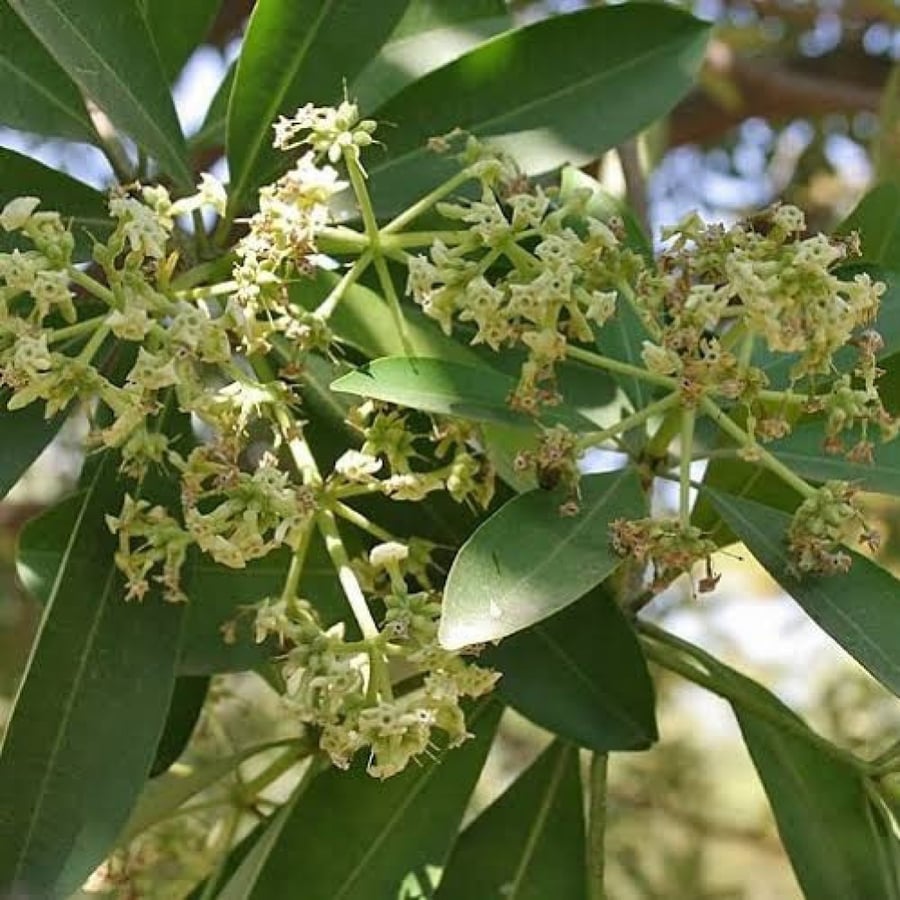 Seeds of the Sissoo tree