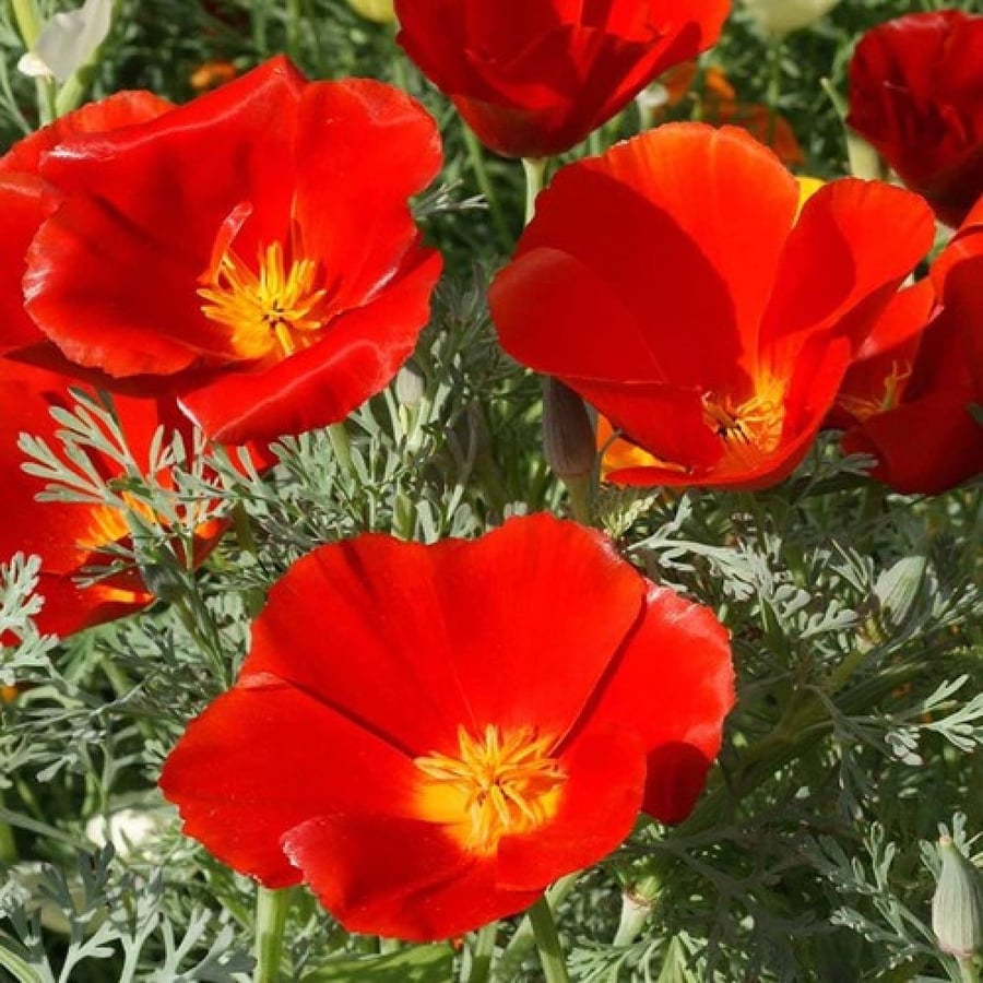 بذور زهور ديدحان كاليفورنيا الأحمر ( Eschscholzia californica )