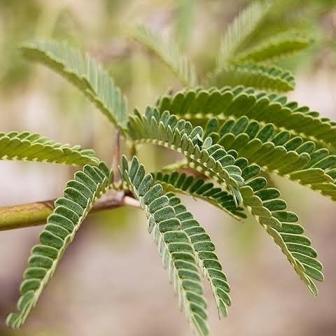 Red Seyal Acacia seeds