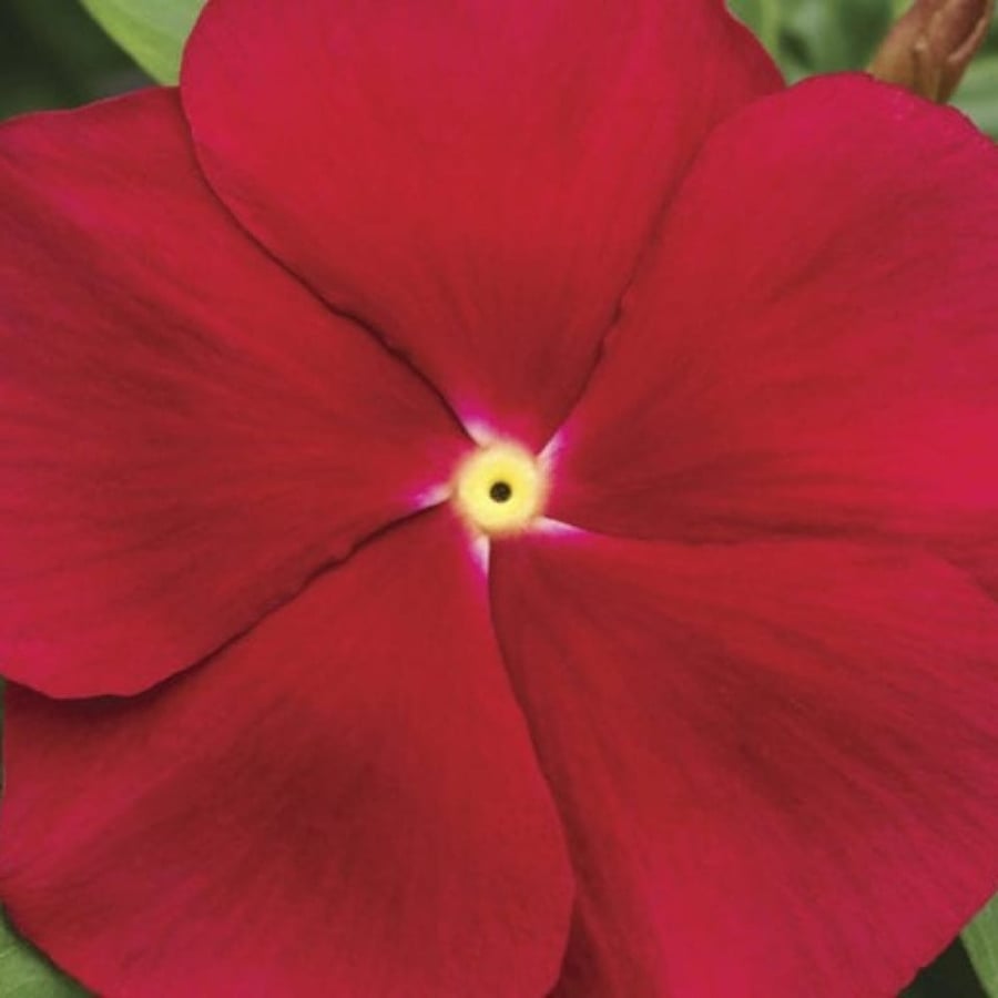 Catharanthus roseus seeds