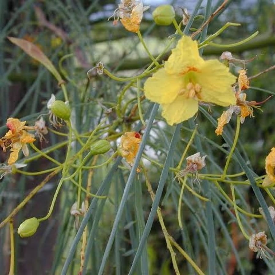 بذور باركنسونيا - شوكة الفرس ( Parkinsonia aculeata )