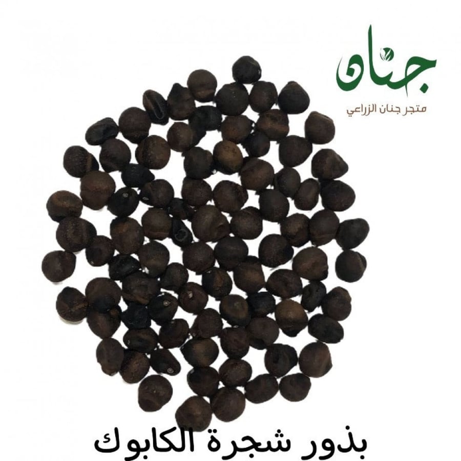 بذور الكابوك ( Ceiba pentandra )