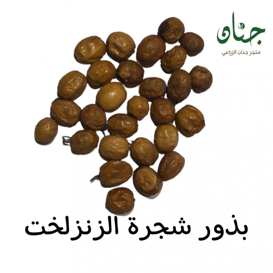بذور الزنزلخت ( Melia azedarach )