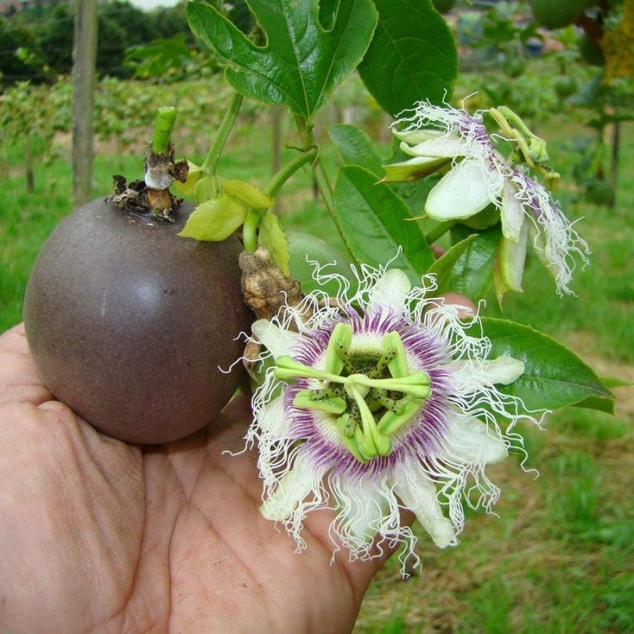 طريقة زراعة باشن فروت بنفسجي