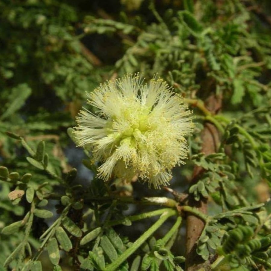 African Acacia seeds - Al-ashbahaan - Raddiana (Acacia raddiana)