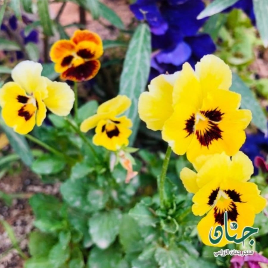 بذور زهرة بانسي الصفراء - بنفسج الثالوث ( Viola x wittrockiana )