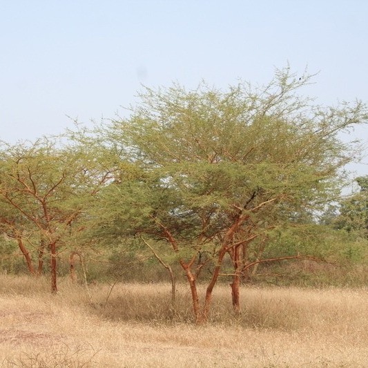 Red Seyal Acacia seeds