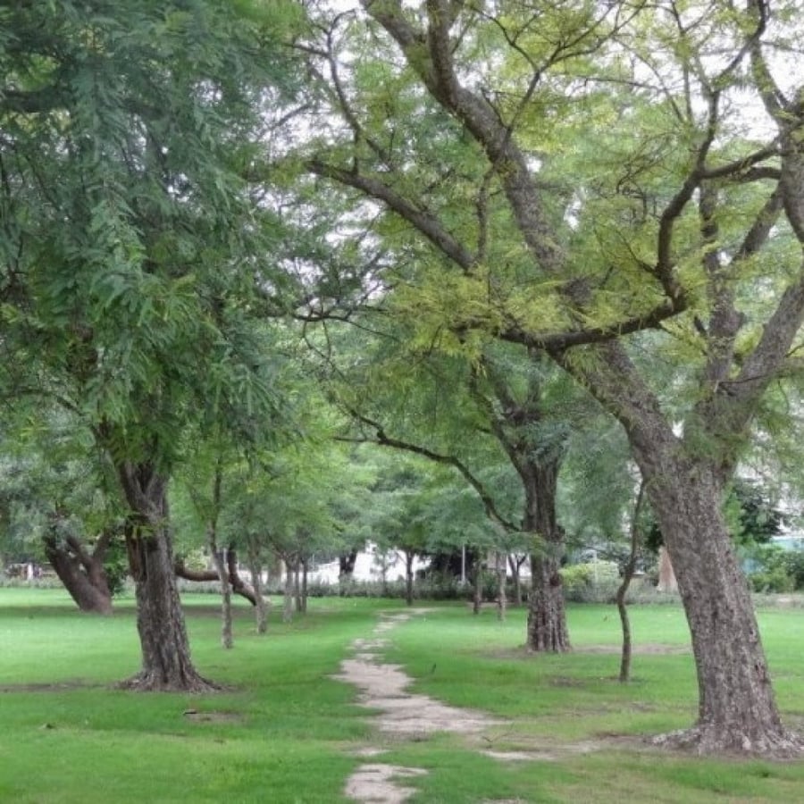 بذور شجرة الاملج