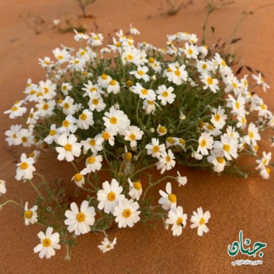 بذور القحويان - الاقحوان البري ( Anthemis deserti )