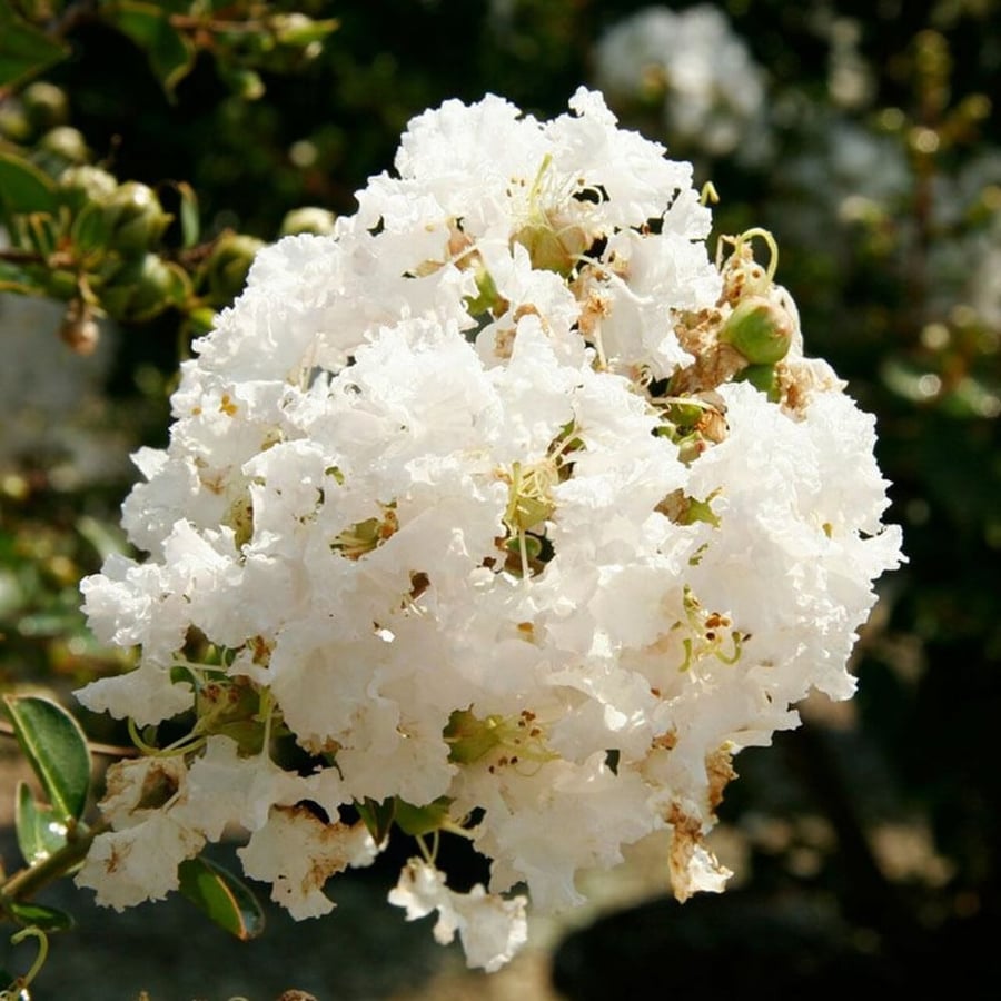 زهور تمر حنا أبيض