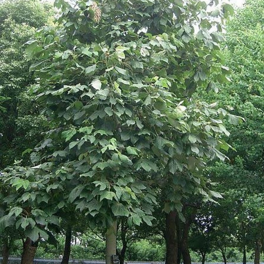 بذور استركوليا مخمسة ( Brachychiton populneus )