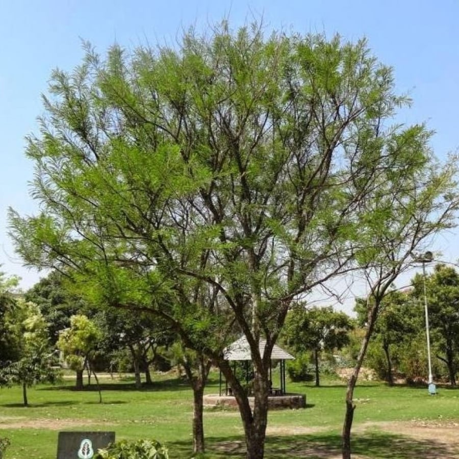 Phyllanthus emblica seeds