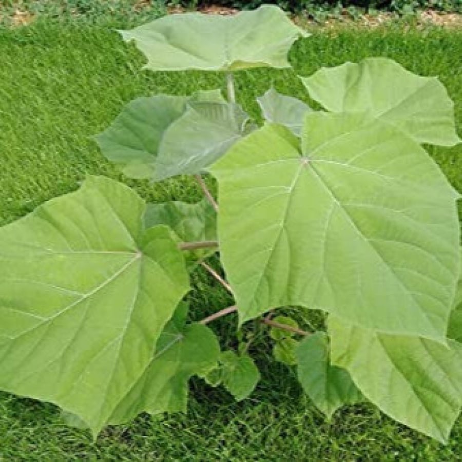 بذور شجرة باولونيا الصينية ( Paulownia elongata )