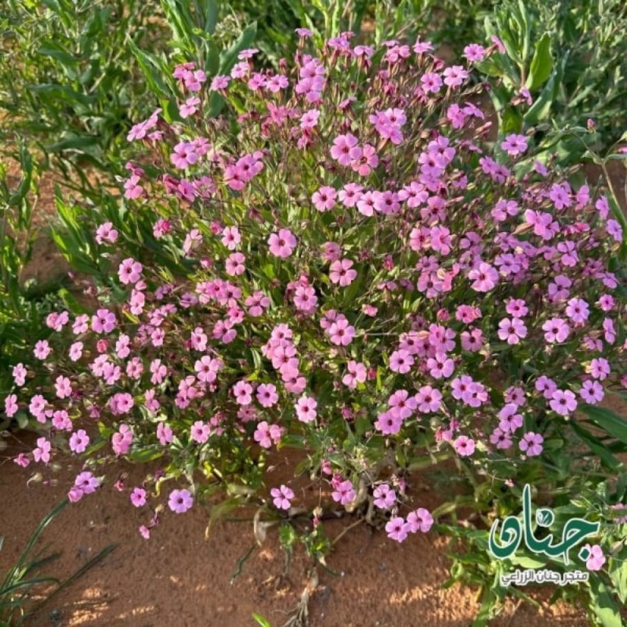 بذور زهور نبات الدهدهان