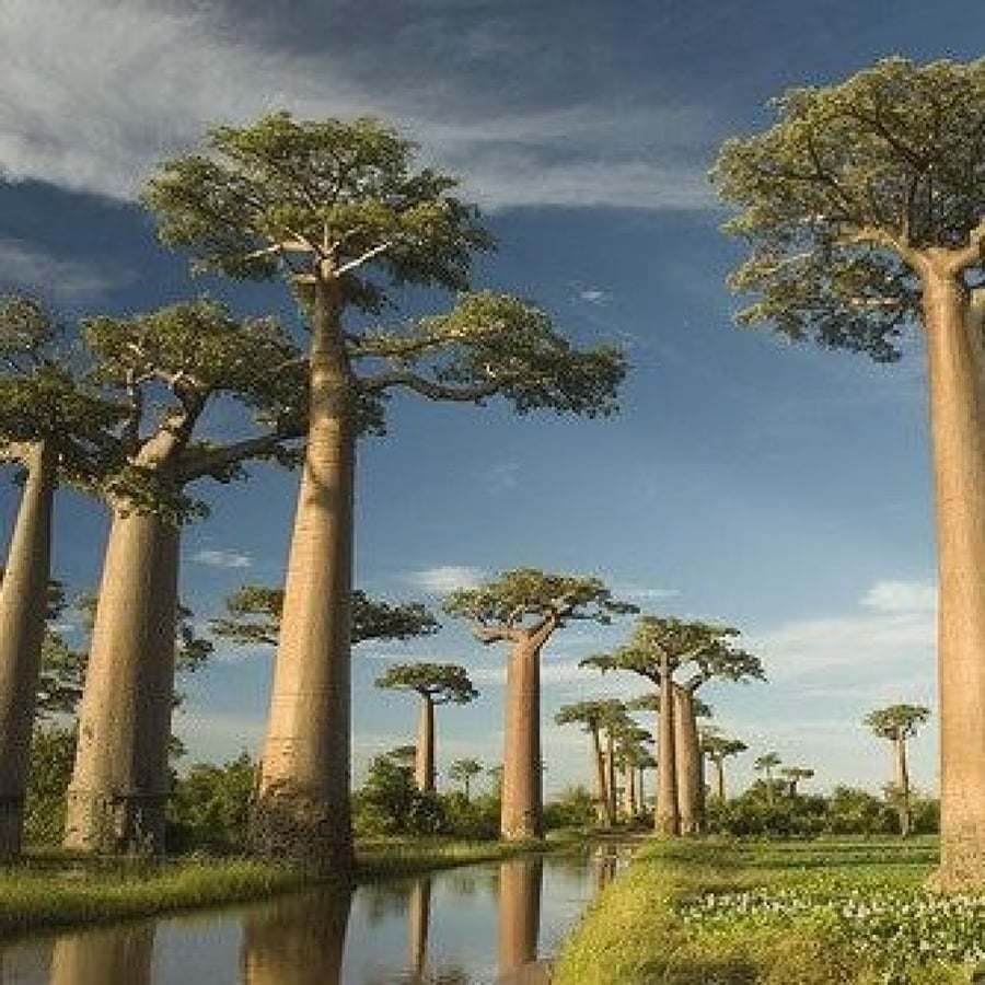 Baobab seeds