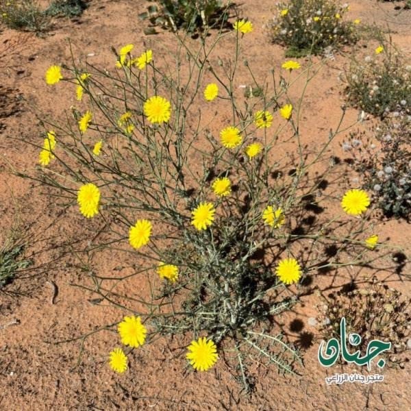 Al-Udeed Seeds - Al-Udeed (Urospermum picroides)