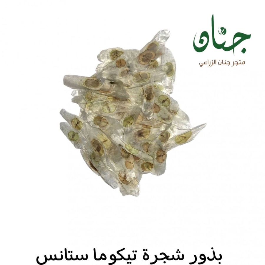 بذور تيكوما ستانس ( Tecoma Stans )
